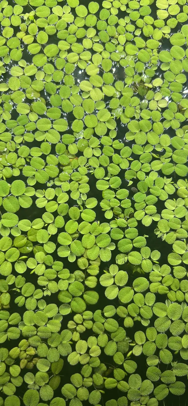 Salvinia Minima in Plants, Fertilizer & Soil in Kamloops - Image 2