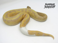 Hybrids, Pythons & Boa - Our Finest Snakes