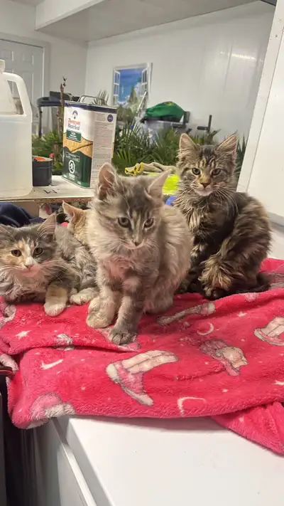 Maincoon kittens ready for Christmas, View more