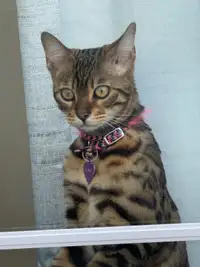 Chat bengal a vendre 