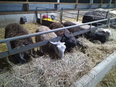 Have 5 Blue faced Leicester ram lambs left for sale, commercial, one parent of most of them register...