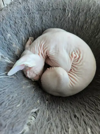 We have one kitten left to find a home. He is a white pure breed sphynx kittens looking for his fore...