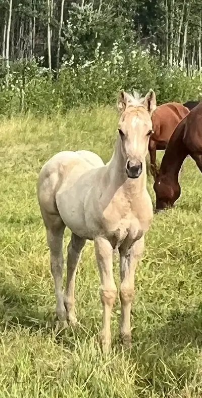 Palomino Colt, View more