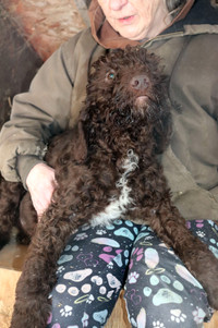 LABRADOODLE+F1B+UNBELIEVEABLE COSTS FOR A HAPPY, HEALTY PUPPY