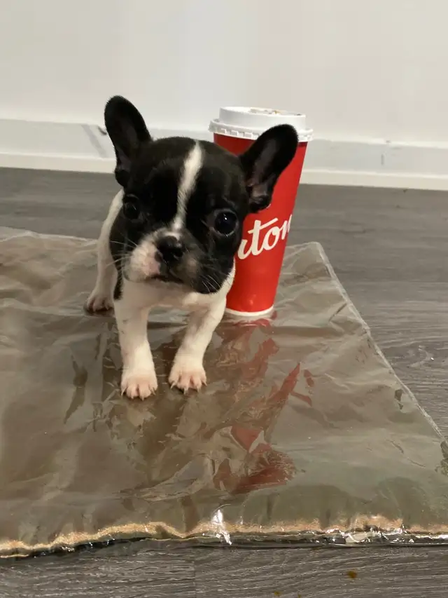 Purebred French Bulldog Puppies – Champion Bloodline Females in Dogs & Puppies for Rehoming in Oakville / Halton Region - Image 9
