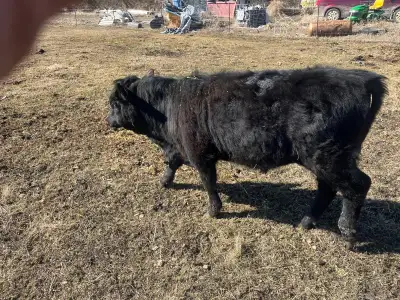 3 dexter /angus heifers, View more