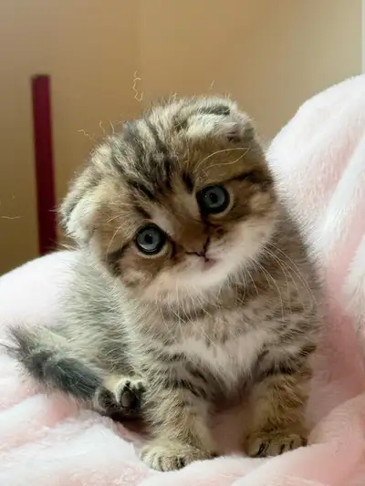 Scottish Fold Kitten, View more