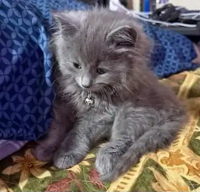 Blue Russian /Ragdoll X (Boy), View more