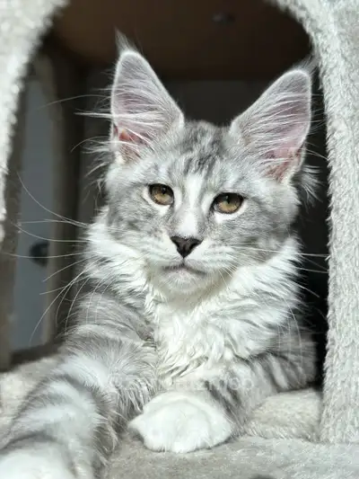 ZENCATZ  Purebred Maine Coon Kittens , View more