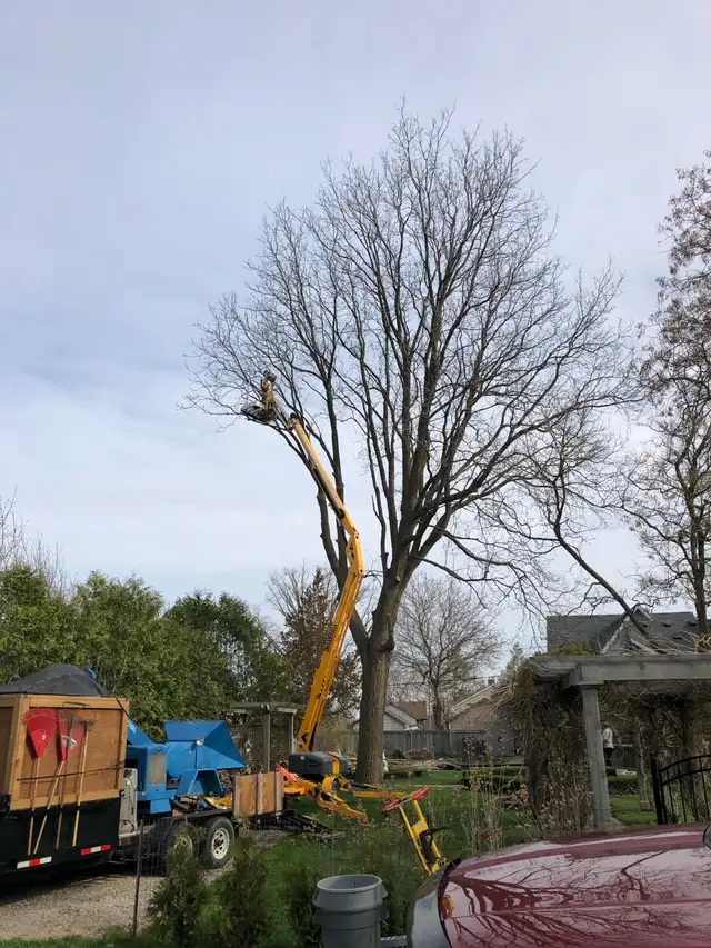 tree trimming and removals / stump grinding 63009266595971124