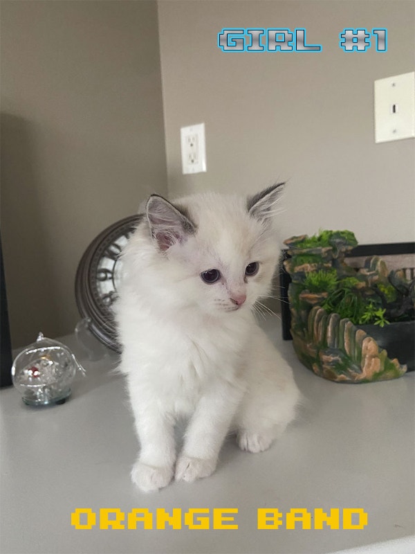 Ragdoll kittens for sale Cats & Kittens for Rehoming Edmonton Kijiji