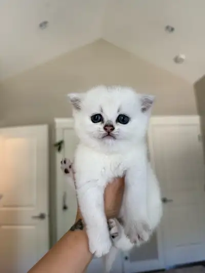 ✨ Purebred British Shorthair Kitten for Adoption – ✨ coquitlam Date of Birth: June 11th, 2025 (Femal...
