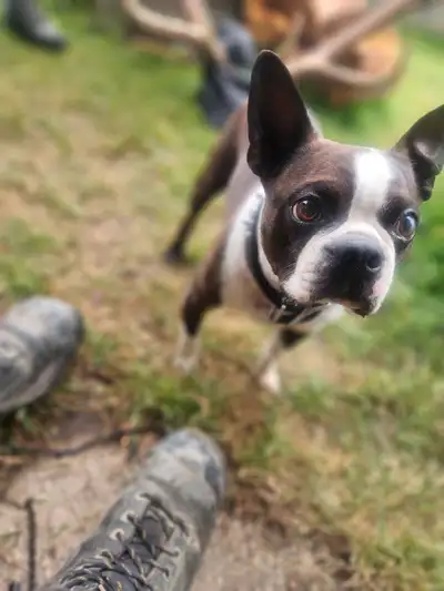 Summer Boston puppies, View more