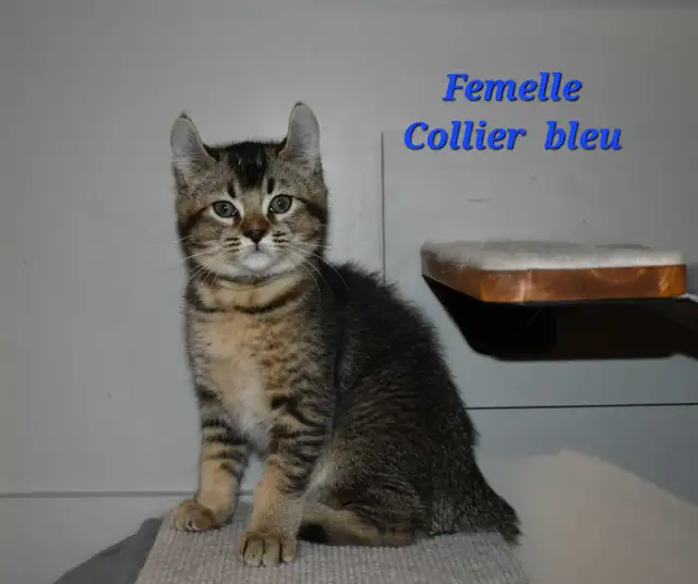Highland lynx chatons in Cats & Kittens for Rehoming in Lanaudière - Image 3