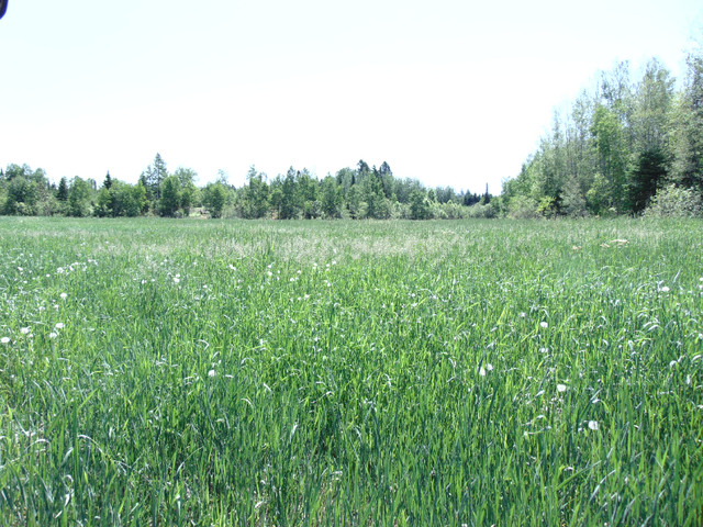 Terre  Agricole a Louer (Pas a vendre) dans Terrains à vendre  à Lac-Saint-Jean - Image 3