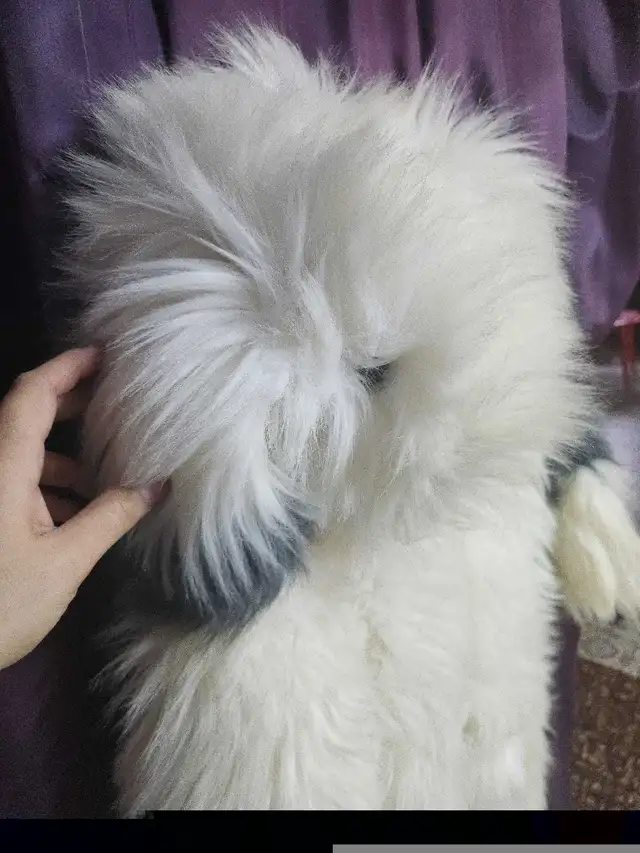 Costume Chien pour enfant 6-7 ans in Costumes in Sherbrooke - Image 4