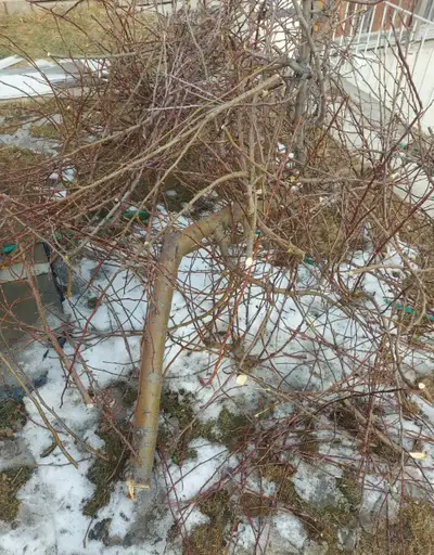 Apple tree branches, View more