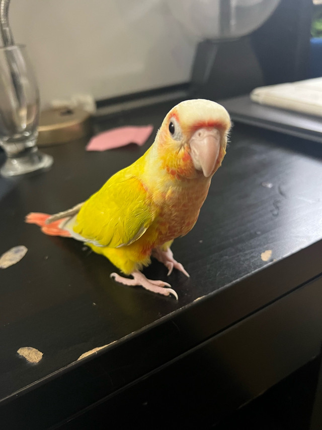 Suncheek conure for sale (trade interested) in Birds for Rehoming in City of Toronto - Image 4