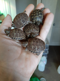 Hatchling Russian Tortoises! 