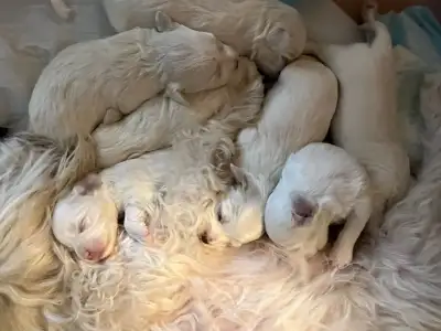 For Sale - Maltese Terrier Puppies, View more