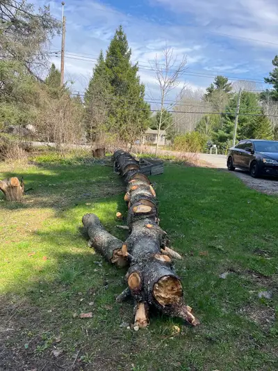 free firewood , View more