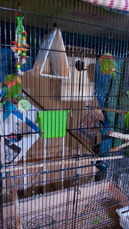 bonded pair of lovebirds | Birds for Rehoming | Cambridge | Kijiji