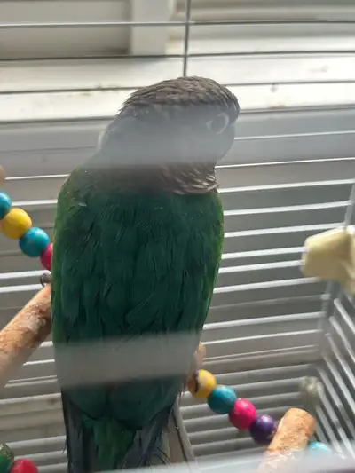 2 conure birds for sale, View more