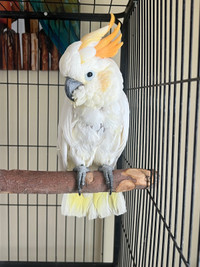 Cacatoès à huppe jaune / sulphur crested cockatoo (Perroquet) 
