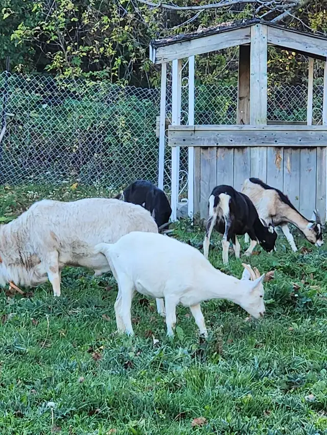 GOAT GOATS GOATS (MEAT AND DAIRY) FEMALES AND MALE ) | Livestock ...