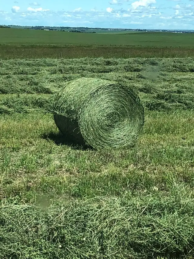 Alfalfa Seed, $4.00/lb, Inoculated in Other in Saskatoon - Image 9