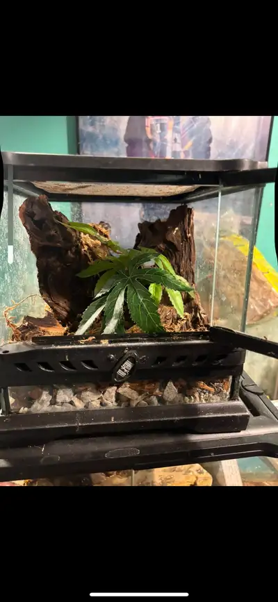 Terrarium, View more