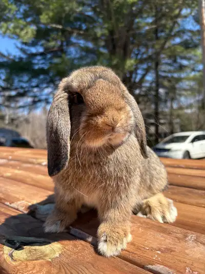 Bébé Lapin Bélier Hollandais CASTRÉ, View more