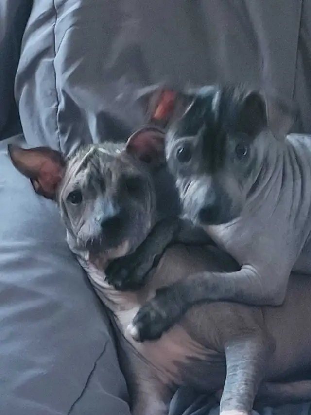UPDATE!!! Crested Hairless Bostons , price reduced! in Dogs & Puppies for Rehoming in Norfolk County - Image 8