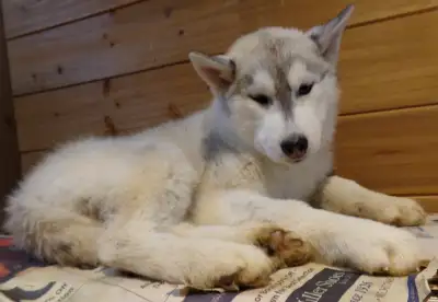 She is CKC Registered, de wormed, Vet - Checked, and micro chipped. She comes with all set of Shots...