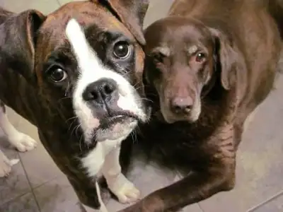 Dog walking & Drop-ins (Cat & Dog), View more