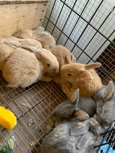 orphan baby Flemish Giant bunnies , View more