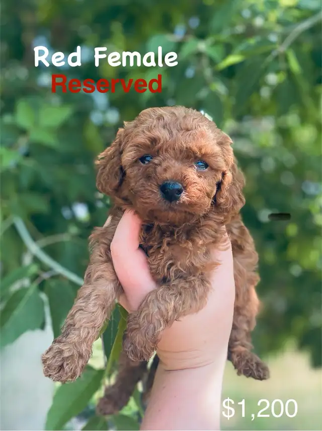 Toy Poodle Puppies ( only 3 left ) ready in 1.5 weeks in Dogs & Puppies for Rehoming in Winnipeg - Image 5