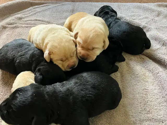 CKC Registered Yellow & Black Labrador Puppies | Dogs & Puppies for ...