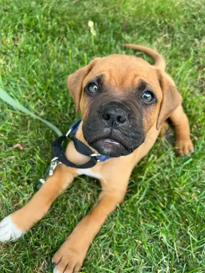 French Mastiff X Puppy, View more