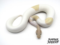 Hybrids, Pythons, Boa