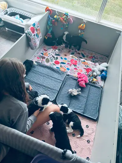 F1 SHEEPADOODLE FROM ETHICAL BREEDER, View more