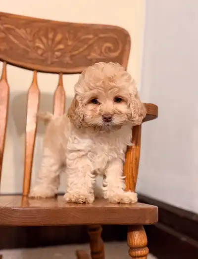 Cockapoo puppies, View more