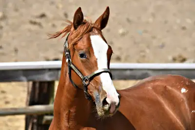 Colored Peptoleap granddaughter Appy filly, View more