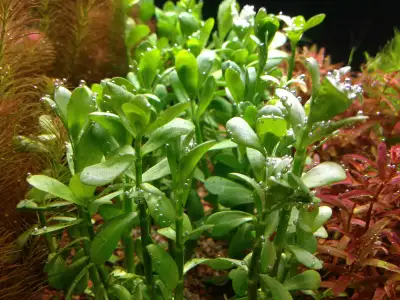 Aquarium plant - Bacopa, Moneywort.., View more