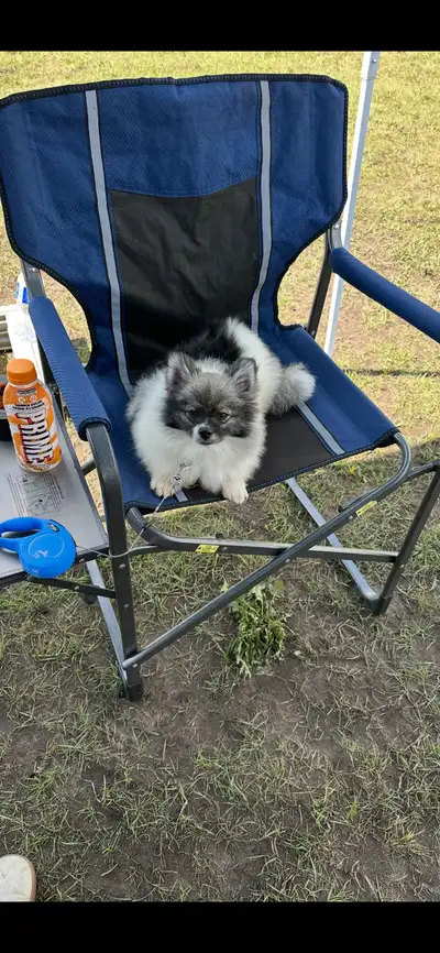 Looking to rehome a 7 month old Pom puppy., View more