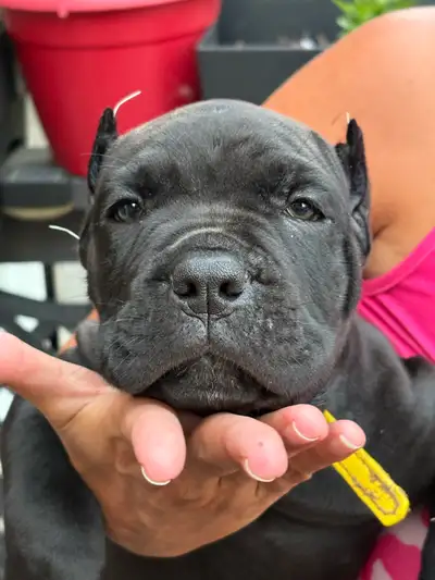 5 big beautiful males, Purebred Cane Corso, View more