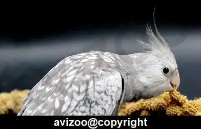 COCKATIELS NOURRIS A LA MAIN, View more