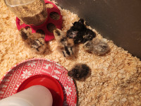 Spearmint egger chicks