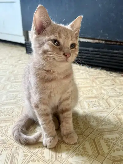 We have two orange males, a beige female and a black female with tortie face ready to go. Serious in...