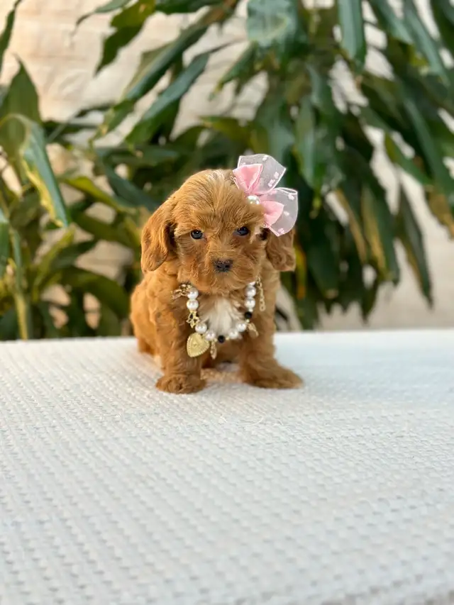 Mini Cockapoo Puppies Ready for New Homes in Dogs & Puppies for Rehoming in Oakville / Halton Region - Image 3